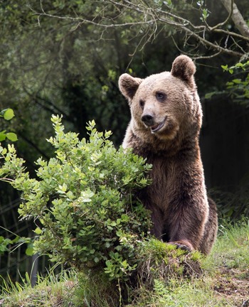 Tres millones para mejorar el hábitat del oso pardo