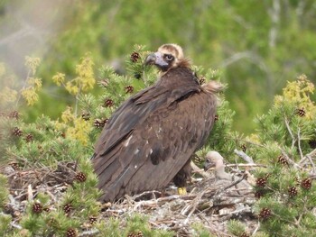 14 buitres negros nacen este año en la Sierra de la Demanda