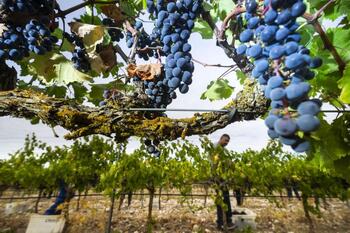 Las bodegas ribereñas compran uva al prever una cosecha corta