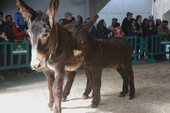 La Junta aporta 250.000 euros a las razas ganaderas autóctonas