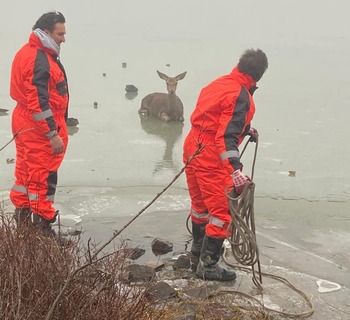 Rescatan a una cierva atrapada en una laguna de Neila