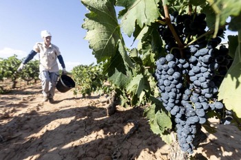 No a las nuevas plantaciones de viñedo