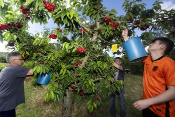 Caderechas: más zonas de cultivo de fruta y más productores