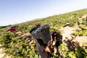 Las bodegas ven en el acuerdo con Mercosur la puerta a Brasil