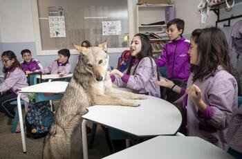 Aprendiendo con lobos en las aulas de un colegio de Burgos | Noticias  Diario de Burgos